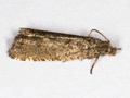 Rhopobota stagnana